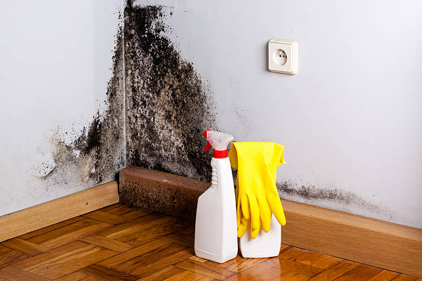 Professional Mold Remediation in Mazomanie, WI